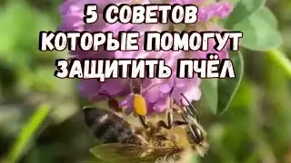 Bees... Why are they so important!? 5 tips to help protect bees