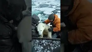 🐻‍❄️ Tiny Polar Bear's Heartwarming Rescue! 😍 #PolarBearRescue #WildlifeConservation #ArcticAnimals