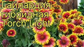 Гайлардия гибридная Факел. Краткий обзор, описание характеристик gaillardia hybrida Torch Light