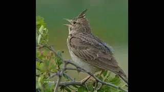 garden bird's voices