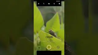 Mobile Macro photography 📷 Vivo V25 pro Camera Photoshoot #shorts #viral #youtubeshorts #shortsfeed