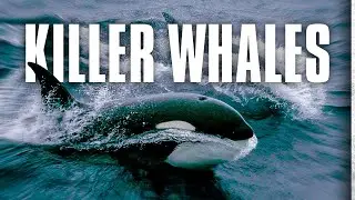 Killer Whales: Up Close and Personal