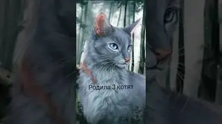 Синяя Звезда и Кленовница. Как же они похожи
