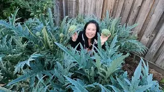 Harvesting & Cooking Artichokes From The Backyard Food Forest