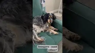 Завидуете своей собаке?