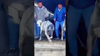 Массовое горное нападение в Дагестане🫢🔥🐶