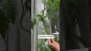Stop Pruning the Suckers-This Is How to Prune Tomatoes the Right Way 
