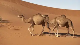 как рычит верблюд 