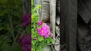 Ильин день. 02.08.2024. Подосиновский район