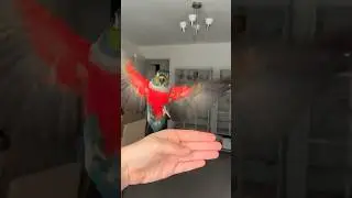 Crimson Bellied Conure Flying Slow Mo