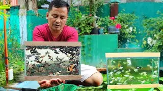 Ornamental Fish Farming-Producing thousands of Livebearer fish & Egg layer fish ( Farm update )