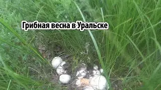 Шампиньоны в пригороде Уральска, грибов навалом  22 мая 2022г