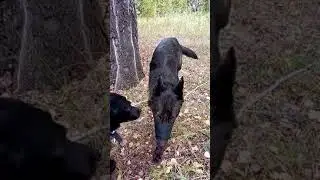 волк и лайка, подзыв
