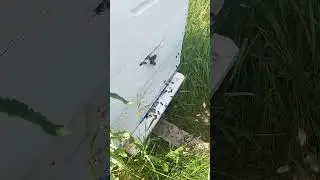 Роение пчёл
