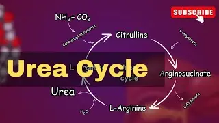 Urea cycle Explained||  Urea cycle biochemistry || conversion of Ammonia into Urea