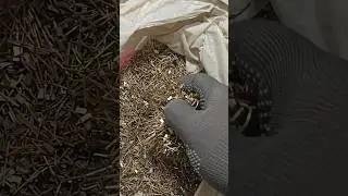 Посеребрение 