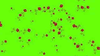 Green Screen Rose Free