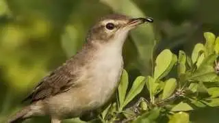 Звуки Природы.  Пение птиц - Бормотушка - Звуки птиц.