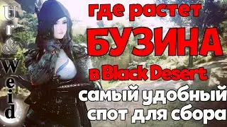 Бузина в Black Desert: где собирать удобно и быстро