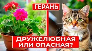 Герань и ваши питомцы: скрытая опасность для животных!