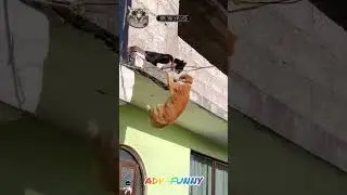 Unbelievable cats