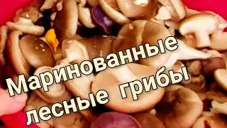 Маринуем лесные грибы- Говорушка или рядовка  дымчатая и фиолетовая. Вкусный маринад!