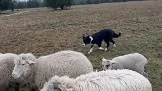 Начало обучения щенка бордер колли по пастьбе овец