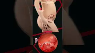 Pregnancy Week by Week 💕