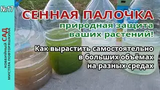 How to grow a hay stick on your own at no extra cost. Experiment on different media.