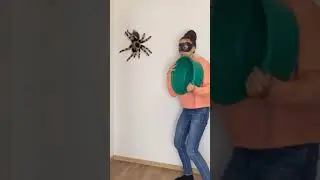КАК ПОЙМАТЬ БОЛЬШОГО ПАУКА 😱