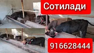 Букачалар Сотилади 6 та колди 916628444
