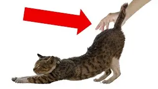 Why Your Cat Lifts Their Back When You Pet Them? - THE REASON IS REALLY HILARIOUS!