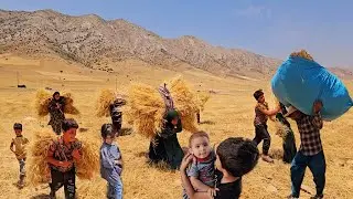 🔥🌾On a hot summer day, Najma along with the women of the family gathered wheat ears