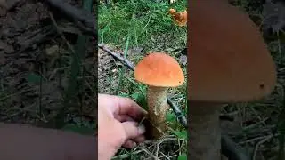 ПРОШЛИ ДОЖДИ - ПОШЛИ ГРИБЫ! 