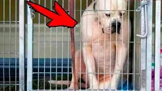 The dog squeezed into the corner of the enclosure, not understanding why he was left