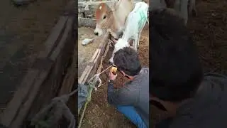 Live Demo of Application Animal Passport (Field Test - 1)