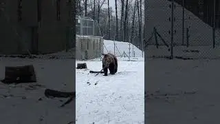 Rescued Bear Loves to Make his Own Toys at Bear Sanctuary | FOUR PAWS USA