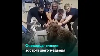 Очевидцы спасли застрявшего медведя