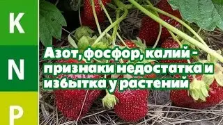 Азот, фосфор, калий –в жизни растений  признаки недостатка и избытка у растений