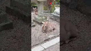 Олени в Японии гуляют сами по себе 