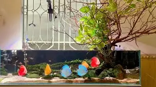 Amazing Planted Tank With Discus Fish - The King of Freshwater Aquarium