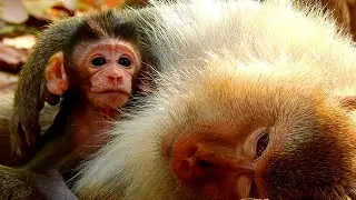 Just born baby monkey mom protect baby carefully