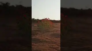 Desert Bloom | 3D Motion Tracking in After Effects Advanced 3D