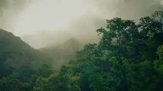 4K Nature Jangal Video