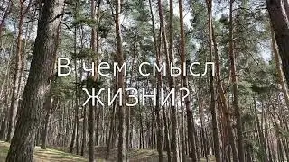 В чем смысл жизни? 