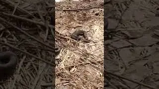 ВНИМАНИЕ Много змей на берегу реки Клязьма