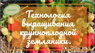 Технология выращивания крупноплодной земляники 2019. Часть 1. Верхозин Юрий