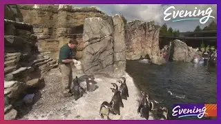 Meet the man who knows what it's like to get hugged by a penguin