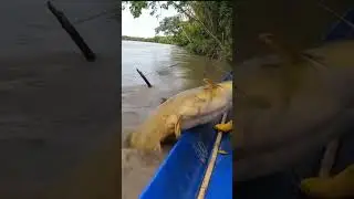 FISHING IKAN BABON SUPER MONTERS #fishing #ikanbabon #panenikan #jalaikan