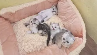 Tired at work Watch this video until the end of 7 minutes Relax Funny kittens will cheer everyone up